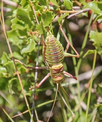 Parasteropleurus perezii