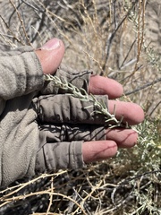 Neokochia americana