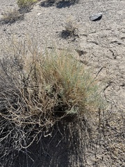Neokochia americana
