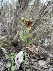 Pterostylis arbuscula