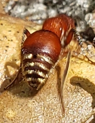 Pseudomethoca sanbornii