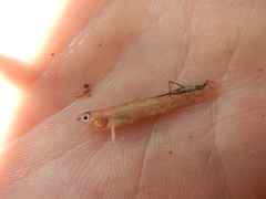 Etheostoma chlorosoma
