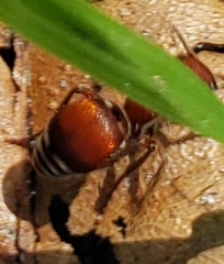 Pseudomethoca sanbornii