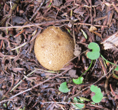 Scleroderma flavidum macrosporum