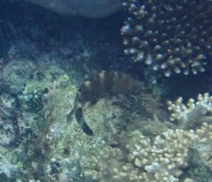 Cheilinus trilobatus