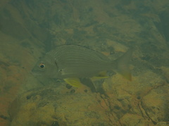 Acanthopagrus latus