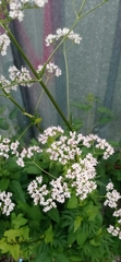 Valeriana officinalis