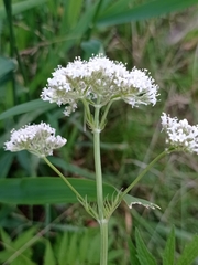 Valeriana officinalis