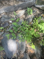 Celtis bungeana