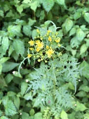 Nemosenecio formosanus