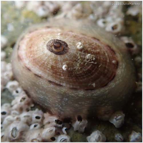 Giant Keyhole Limpet