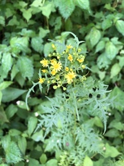 Nemosenecio formosanus