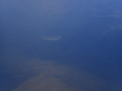 Opsariichthys bidens