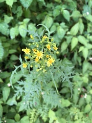 Nemosenecio formosanus