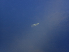 Opsariichthys bidens