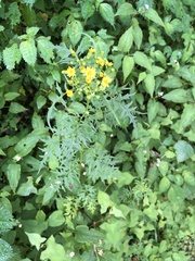 Nemosenecio formosanus