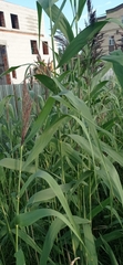 Phragmites australis