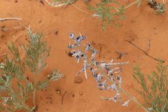 Sophora stenophylla