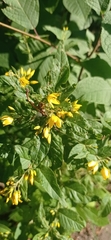 Lysimachia vulgaris