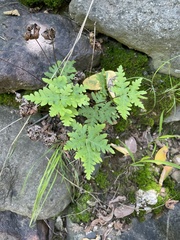 Aleuritopteris argentea