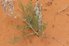 Sophora stenophylla