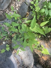 Celtis bungeana