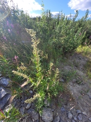 Artemisia tilesii