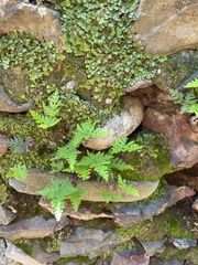 Aleuritopteris argentea