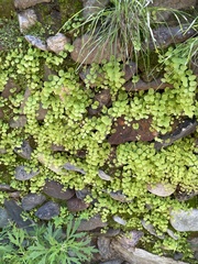 Adiantum capillus-junonis