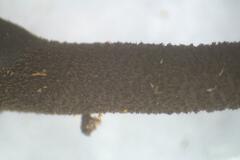 Geoglossum australe