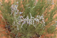 Sophora stenophylla