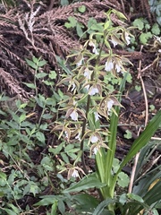 Calanthe arcuata