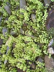 Adiantum capillus-junonis