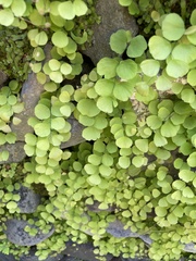 Adiantum capillus-junonis