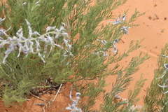 Sophora stenophylla