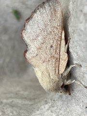 Phyllodesma suberifolia