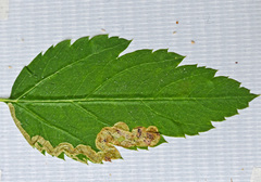 Agromyza spiraeoidearum
