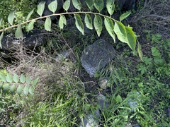 Celtis bungeana