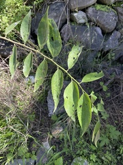 Celtis bungeana