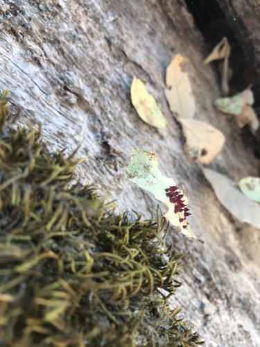 iNaturalist observation photo of Red Cone Gall Wasp