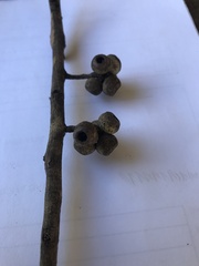 Eucalyptus tindaliae