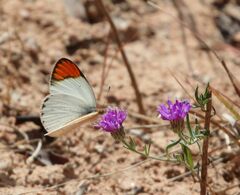 Colotis antevippe gavisa