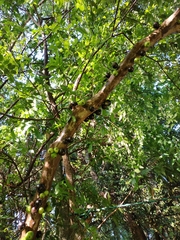 Plinia cauliflora