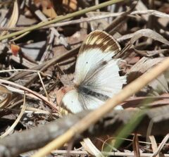 Colotis antevippe gavisa