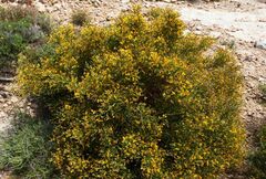 Genista acanthoclada