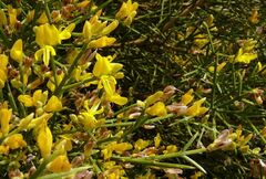 Genista acanthoclada