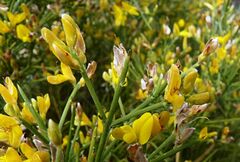Genista acanthoclada