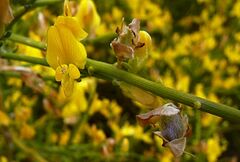 Genista acanthoclada
