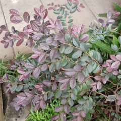 Loropetalum chinense