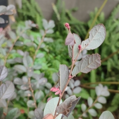 Loropetalum chinense